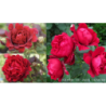 Rožė - Rosa ZAYED OF ABU DHABI ®