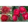 Rožė - Rosa ZAYED OF ABU DHABI ®