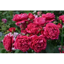 Rožė - Rosa ZAYED OF ABU DHABI ®