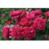 Rožė - Rosa ZAYED OF ABU DHABI ®