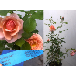 Rožė - Rosa ELIZABETH STUART ®