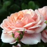 Rožė - Rosa ELIZABETH STUART ®