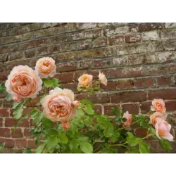 Rožė - Rosa ELIZABETH STUART ®