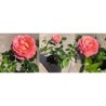 Rožė - Rosa ELLE ®