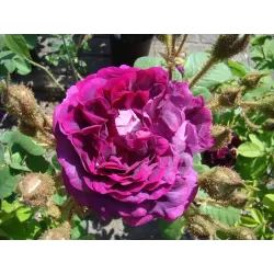 Rožių sodinukai internetu - William Lobb