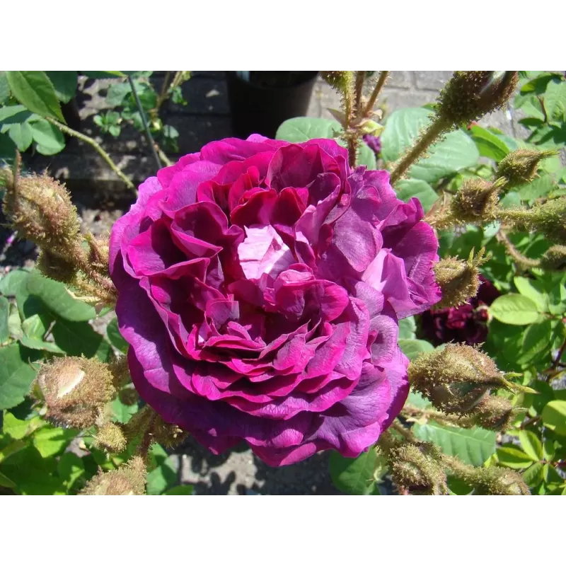 Rožių sodinukai internetu - William Lobb