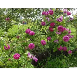 Rožių sodinukai internetu - William Lobb