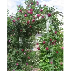 Rožių sodinukai internetu - William Lobb