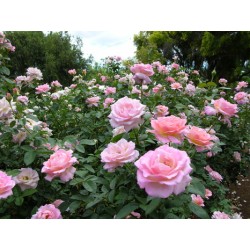 Rožė - Rosa ELLE ®