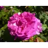 Rožė - Rosa WILLIAM LOBB ® 
