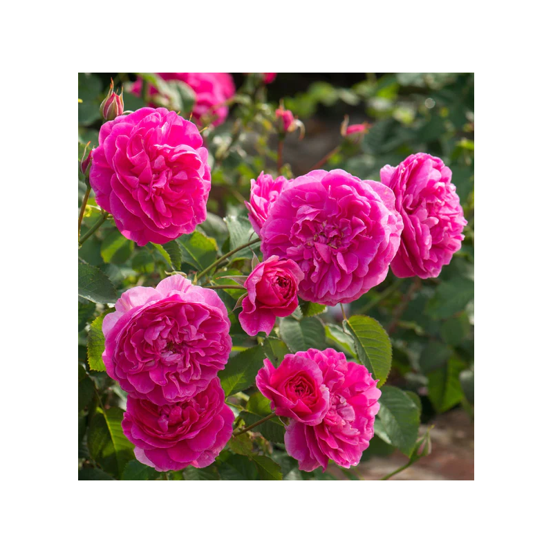 Rožė - Rosa ENGLANDS ROSE