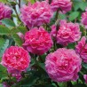 Rožė - Rosa ENGLANDS ROSE