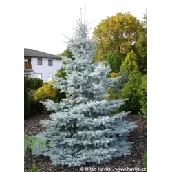 Dygioji eglė - Picea pungens HOOPSII