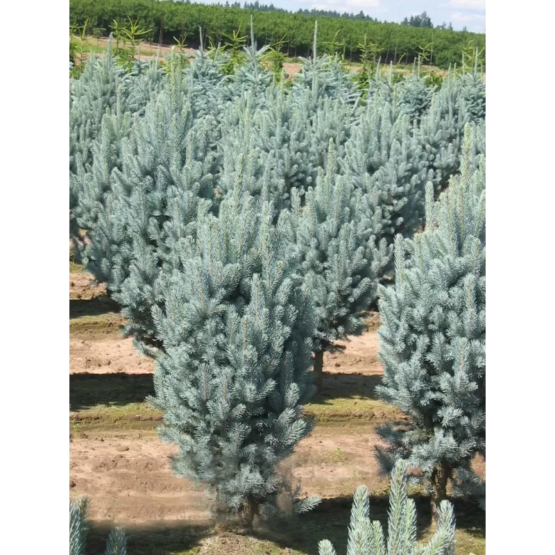 Dygioji eglė ISELI FASTIGIATE - Picea pungens Iseli Fastigiate GR 150-175 CM RB EXTRA