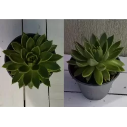 Echeveria AGAVOIDES