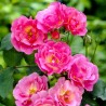 Rožė - Rosa WILLIAM BAFFIN