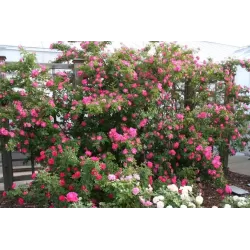 Rožė - Rosa WILLIAM BAFFIN UŽSAKYMAS 2027 METAMS