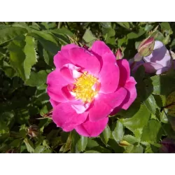 Rožė - Rosa WILLIAM BAFFIN UŽSAKYMAS 2027 METAMS