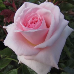 Rosa WHITER SHADE OF PALE