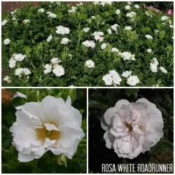 Rožė - Rosa White Roadrunner neskiepyta