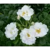 Rožė - Rosa White Roadrunner neskiepyta