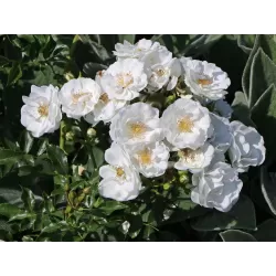 Rožė - Rosa White Roadrunner neskiepyta