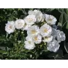Rožė - Rosa White Roadrunner neskiepyta