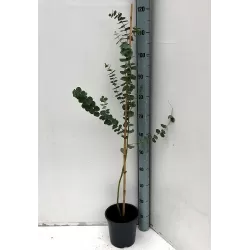 Eukaliptas - Eucalyptus stuartiana