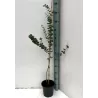 Eukaliptas - Eucalyptus stuartiana