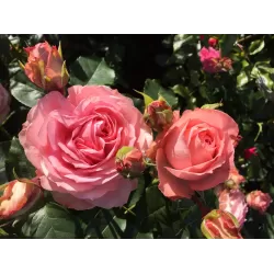 Rožė - Rosa WHAT A WONDERFUL WORLD ®