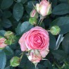 Rožė - Rosa WHAT A WONDERFUL WORLD ®