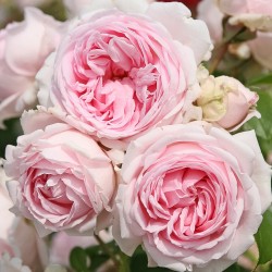 Rožė - Rosa WELLENSPIEL ®