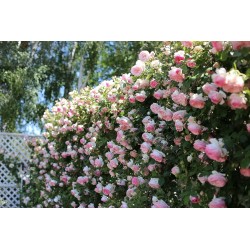 Rožė - Rosa Wellenspiel Kordes® Fairytale® C4