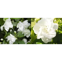 Jazminas - Philadelphus MANTEAU D HERMINE