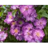 Rožė - Rosa VEILCHENBLAU