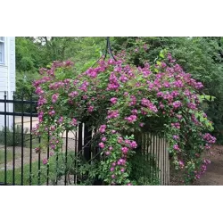Rožė - Rosa VEILCHENBLAU