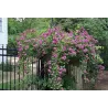 Rožė - Rosa VEILCHENBLAU