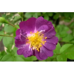 Rosa VEILCHENBLAU