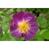 Rosa VEILCHENBLAU