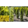 Europinis kukmedis - Taxus baccata FASTIGIATA AUREA