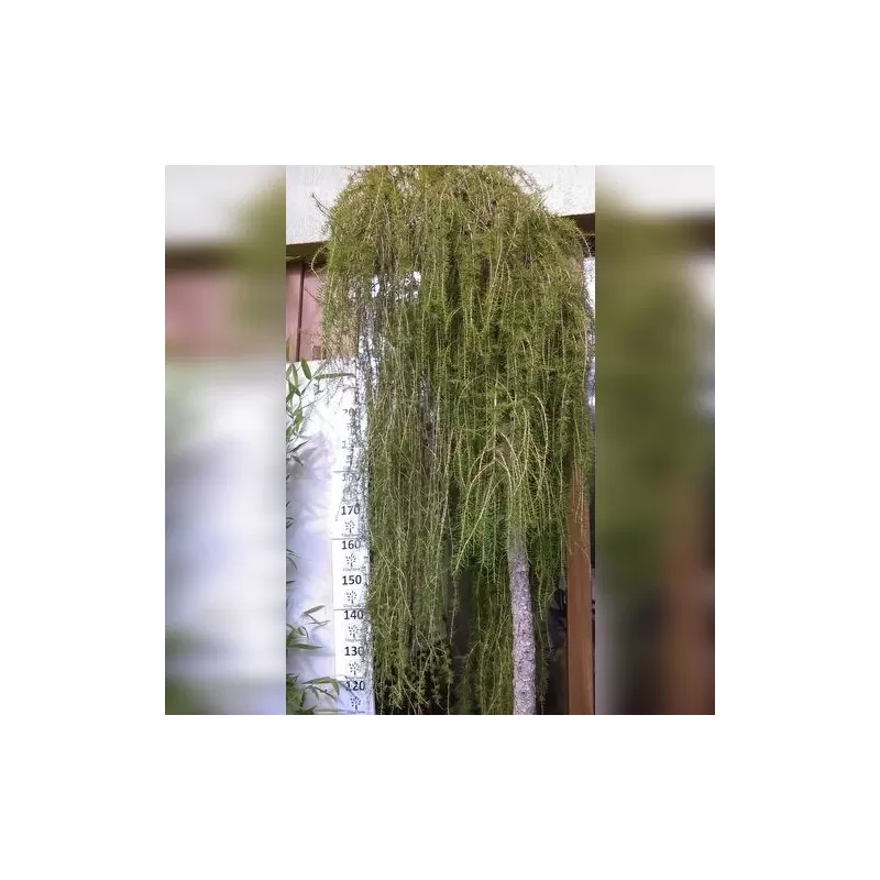 Garden plants/Trees/Flowers/ web-shop