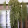 Europinis maumedis - Larix decidua PENDULA
