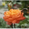 Rožė - Rosa VALERIE DE MONTGOLFIER