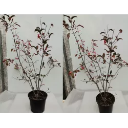 Europinis ožekšnis - Euonymus europaeus RED CASCADE