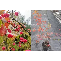 Europinis ožekšnis - Euonymus europaeus RED CASCADE