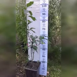 Europinis ožekšnis - Euonymus europaeus RED CASCADE