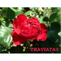 Rožė - Rosa TRAVIATA ®