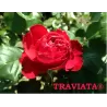 Rožė - Rosa TRAVIATA ®