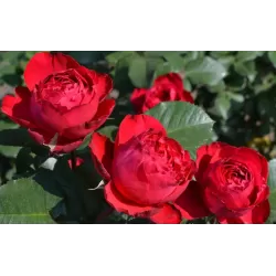 Rožė - Rosa TRAVIATA ®