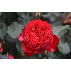 Rožė - Rosa TRAVIATA ®